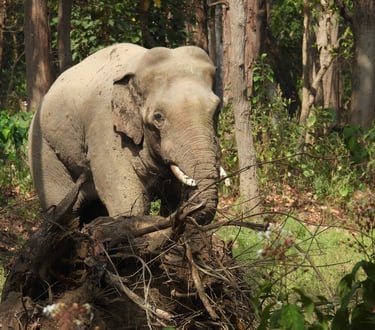 elephant in Bardiya National Park