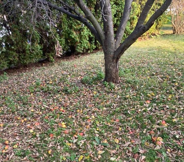 leafs on ground from apple tree