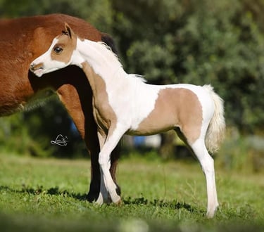 AMHA filly pouliche miniature américaine