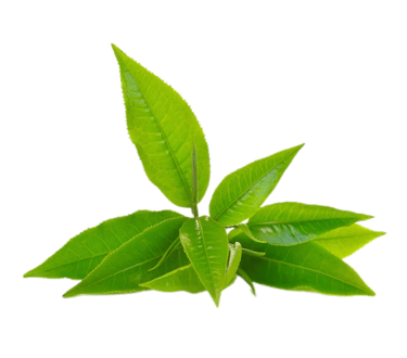 camellia sinensis