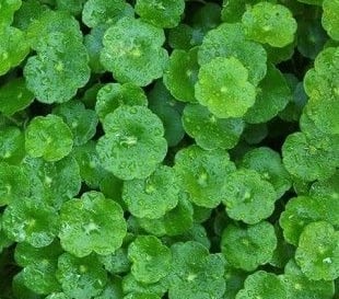 brahmi