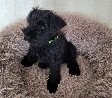 Lola des Diamants Noirs d'Also