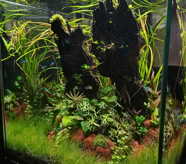 aquario plantado aquapaisagismo plantas cubo