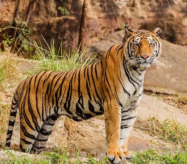 tiger sightseeing at jim corbett national park