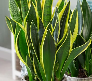  Snake Plant