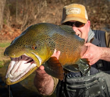Big Brown Trout caught Fly Fishing the Watauga River