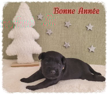 Chiot Schnauzer nain souhaite bonne année