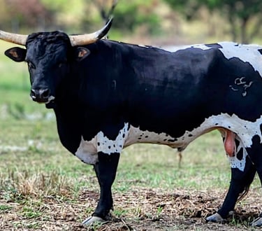 Miniature Texas Longhorns, bull