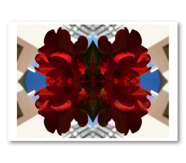 Reproduction Fleur Rouge de Lamarcelle