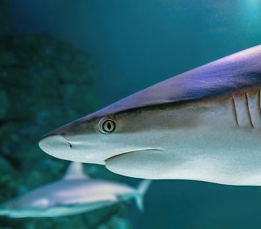 Sharks swimming in a large aquarium