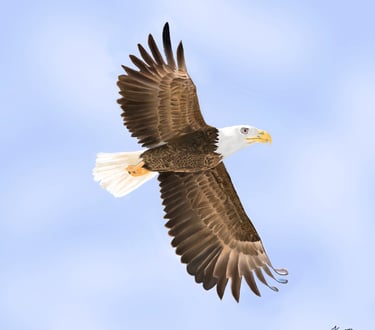 Bald Eagle in Flight