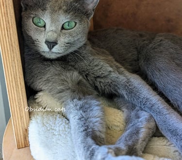 chat bleu russe chatterie Obsidian cats