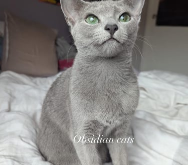 bleu russe obsidian cats