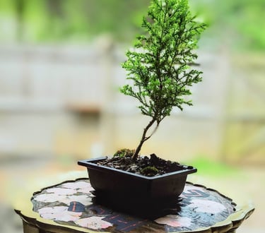 lemon cypress bonsai tree on table