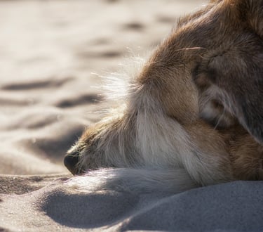 gros plan de la tête d'un chien roux étendu sur la plage