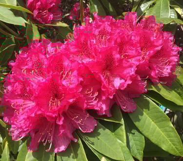 Bienveillance & Empathie