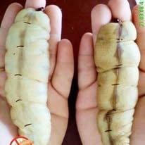 Large subterranean termite queens held in hands, demonstrating the source of a massive colony infest