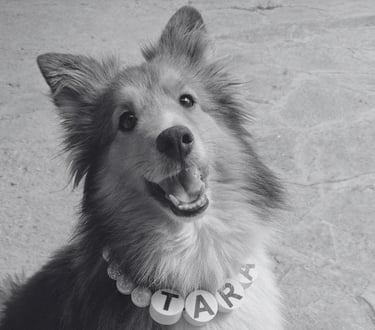 Sheltie feliz sonriendo usando un collar personalizado con el nombre TARA
