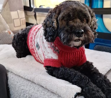 Looking after dogs, Dog Sitting in Risca, Rogerstone, Crosskeys, Highcross in South Wales, UK.