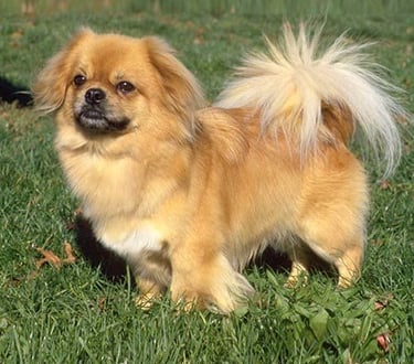 25 Best Dog Breeds for Highly Sensitive People (HSP)