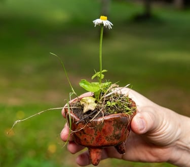 rankoje laiko mažą vazoną su augančia gėle-saulute su baltu žiedu