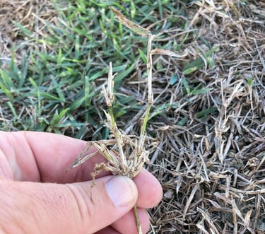 analyzing herbicide performance on grass