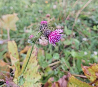 a pink Alpine flower in a meadow