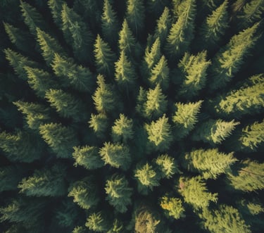 Close-up of fresh green leaves with morning dew glistening.