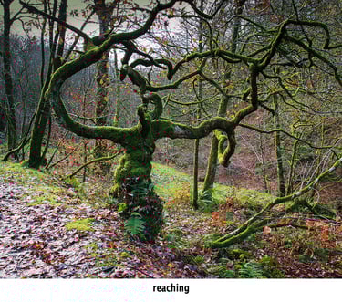 a tree covered in moss in the shape of a person reaching
