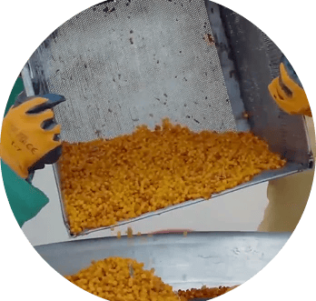 Fresh Sea Buckthorn berries undergoing multi-stage cleaning and washing in a hygienic Wellwith Ayuze