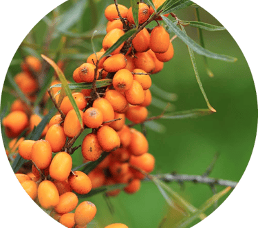 Fresh Sea Buckthorn berries undergoing multi-stage cleaning and washing in a hygienic Wellwith Ayuze