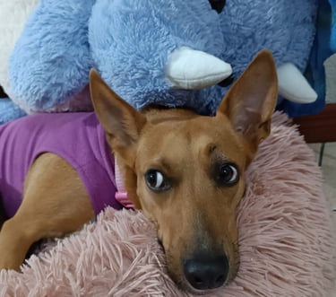 Esta peludita disfruta de un lindo elefante de juguete