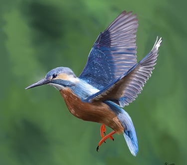 Common Kingfisher in flight