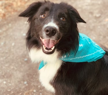 chien border collie