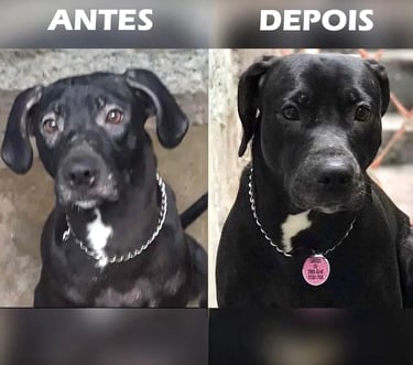 Suplemento para Cães Pele Saudável e Pelagem Brilhante