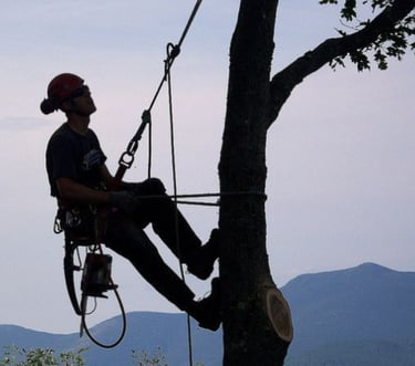 Saw Good Tree Surgeons team at work