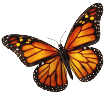 Vibrant Monarch butterfly representing transformation and new life.