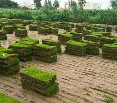 Lawn Grass Suppliers Hyderabad