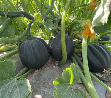 Calabaza Origene Seeds