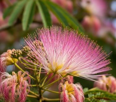 Floración exótica la de la Acacia de Constantinopla