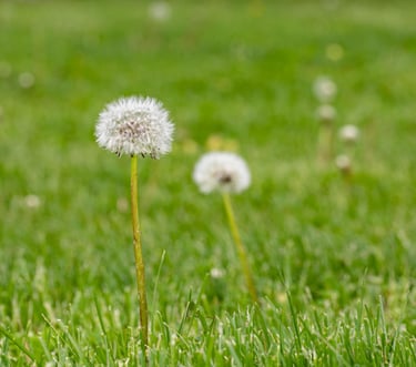 White fluffy dandelion seed head growing in a lush green grass field during springtime.