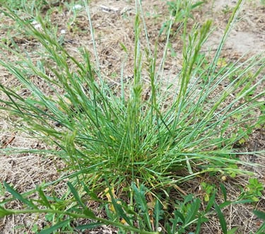 A cluster of green perennial rye grass growing in dry soil with small weeds.