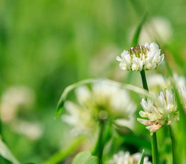 Close-up of a white clover flower blooming in a vibrant green meadow during spring.