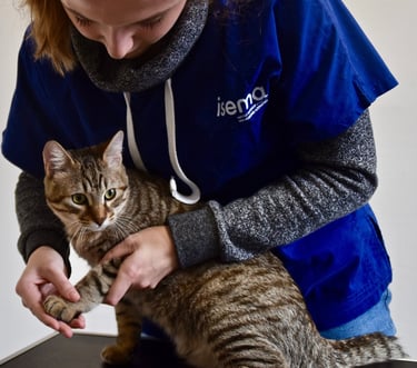 Ostéopathie animale sur un chat, bien-être animale, séance d'ostéopathie, manipulations ostéo