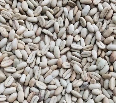“Arabica Indonesia Gayo Longberry – elongated bean shape, flavors of chocolate, raisin, peanut and t
