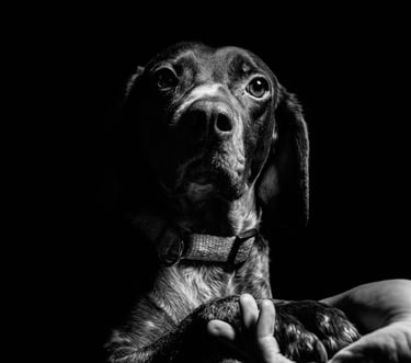 pets photography