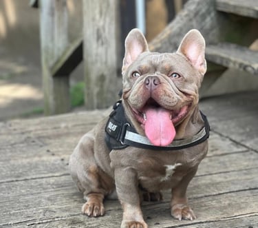 A lilac French Bulldog wearing a black harness sitting on a wooden porch with its tongue out.