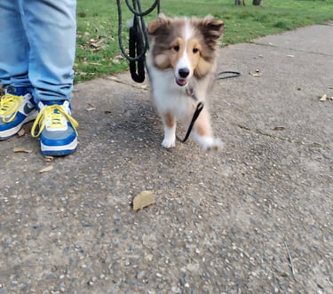 a dog is standing on the pavement near a person's feet