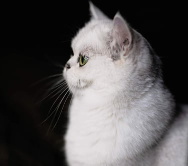 a white cat sitting on a chair in a dark room