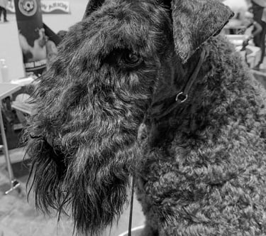 peluquería canina arreglo